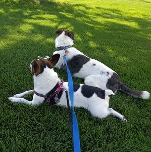 Meet your Posher, Abby